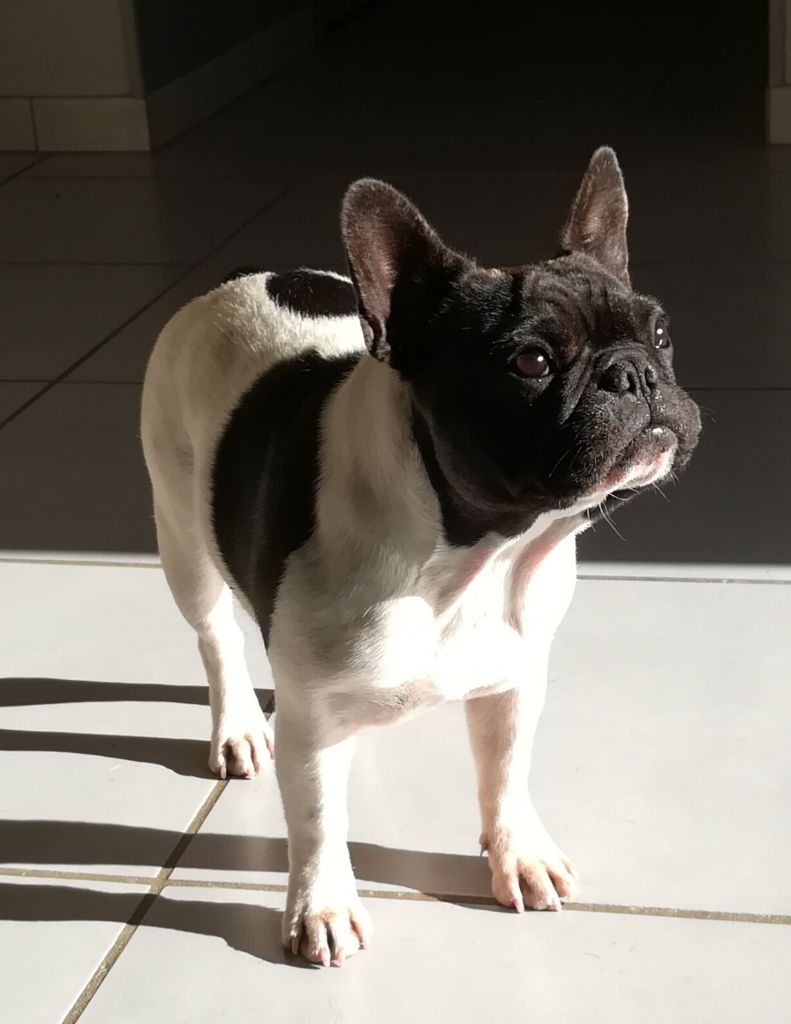 Publication : Des Boulinous Du Grand Large