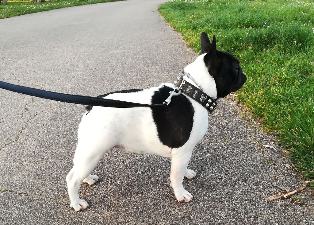 Publication : Des Boulinous Du Grand Large