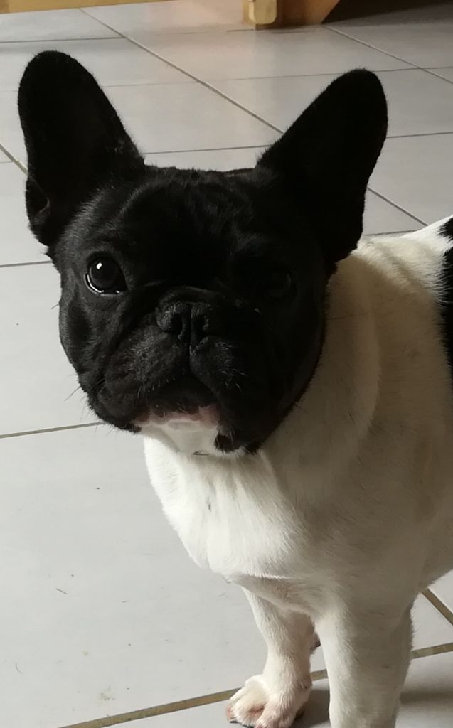 Publication : Des Boulinous Du Grand Large