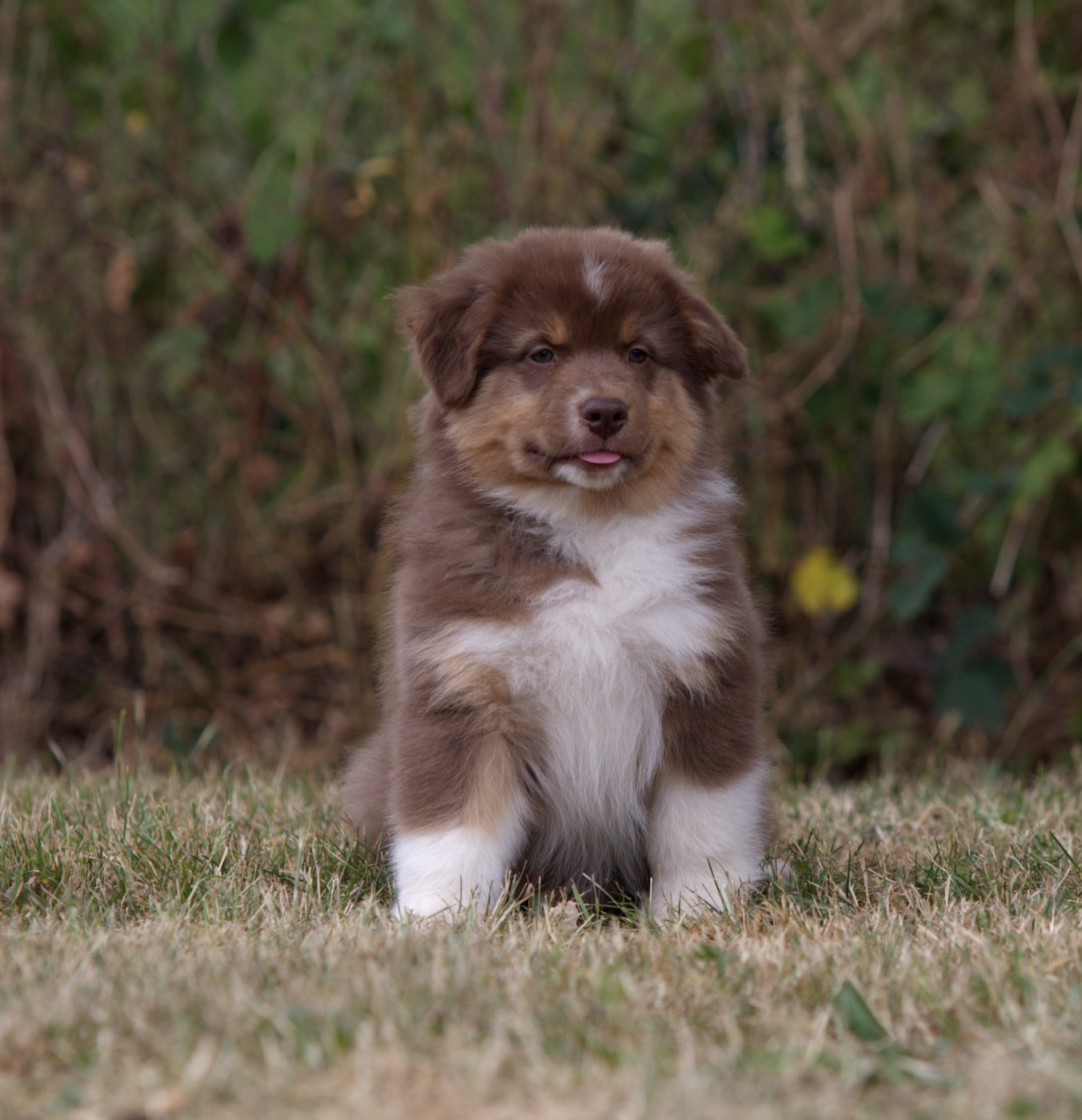 BALOO JUNGLE BEAR OF LOW HIGHLAND