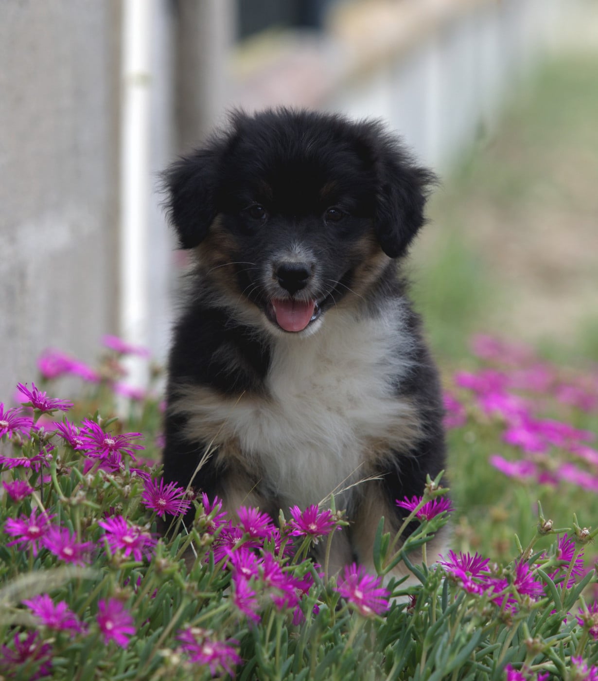 BERLIOZ BLACK OF LOW HIGHLAND