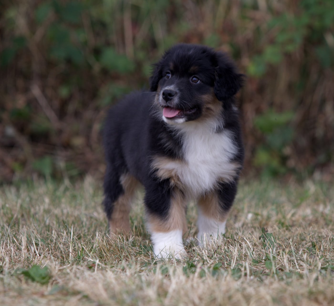 BERLIOZ BLACK OF LOW HIGHLAND