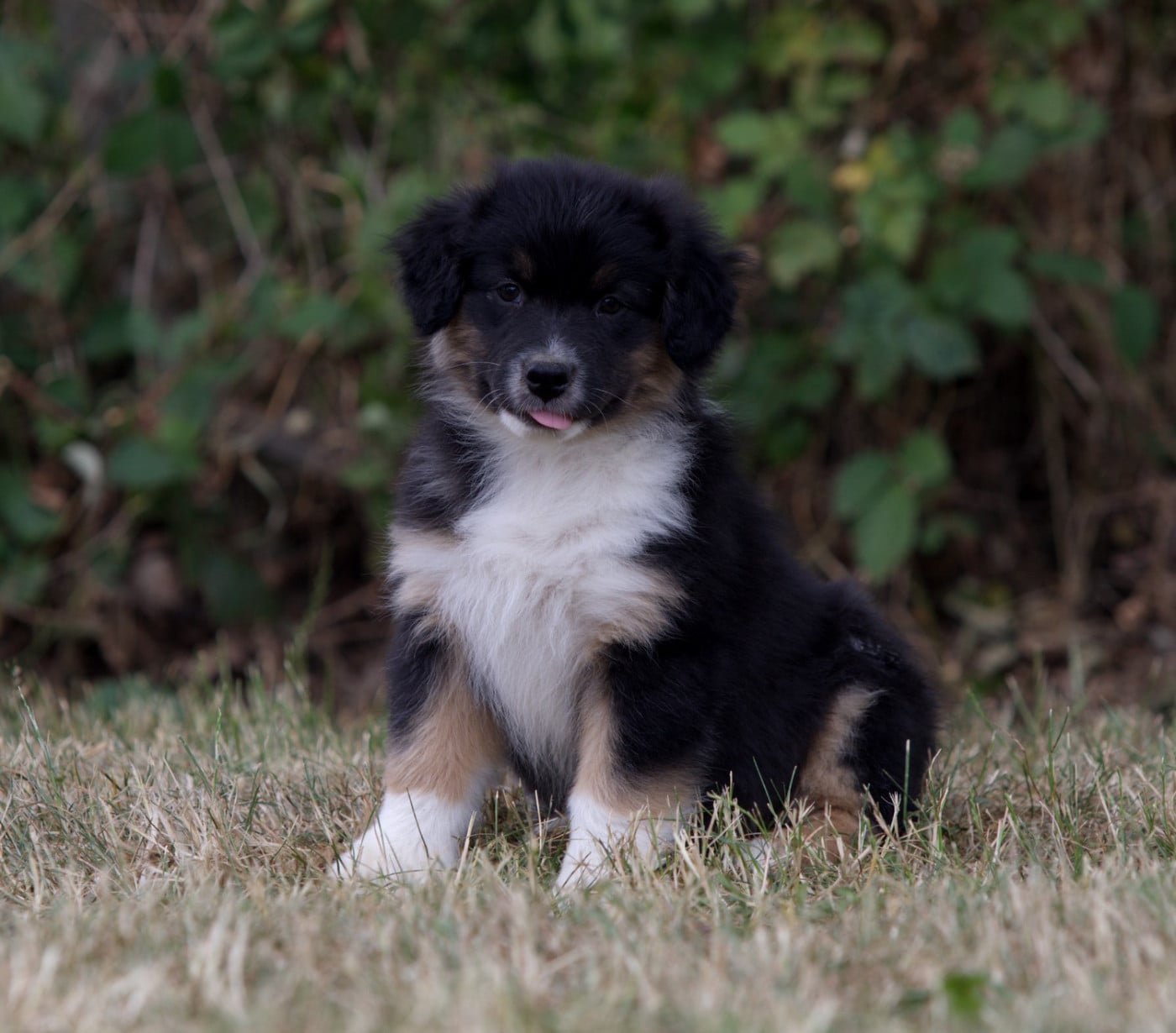 BERLIOZ BLACK OF LOW HIGHLAND