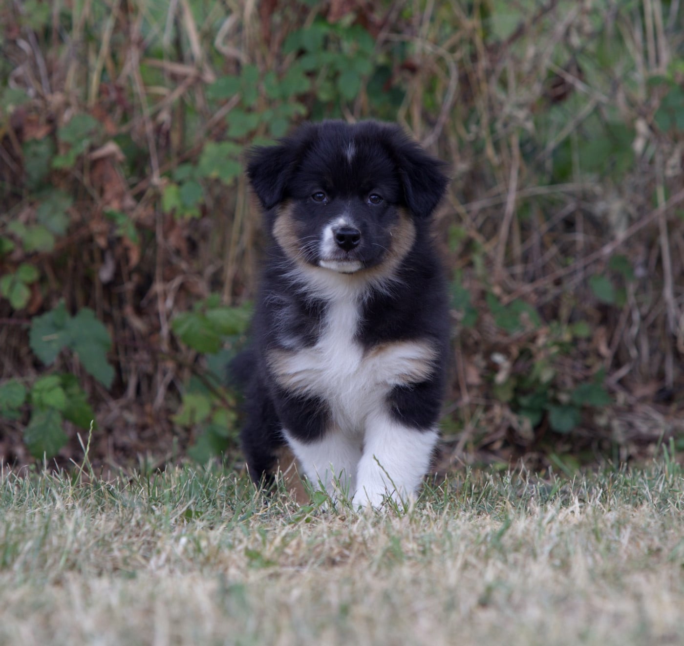 BAGHEERA BLACK OF LOW HIGHLAND