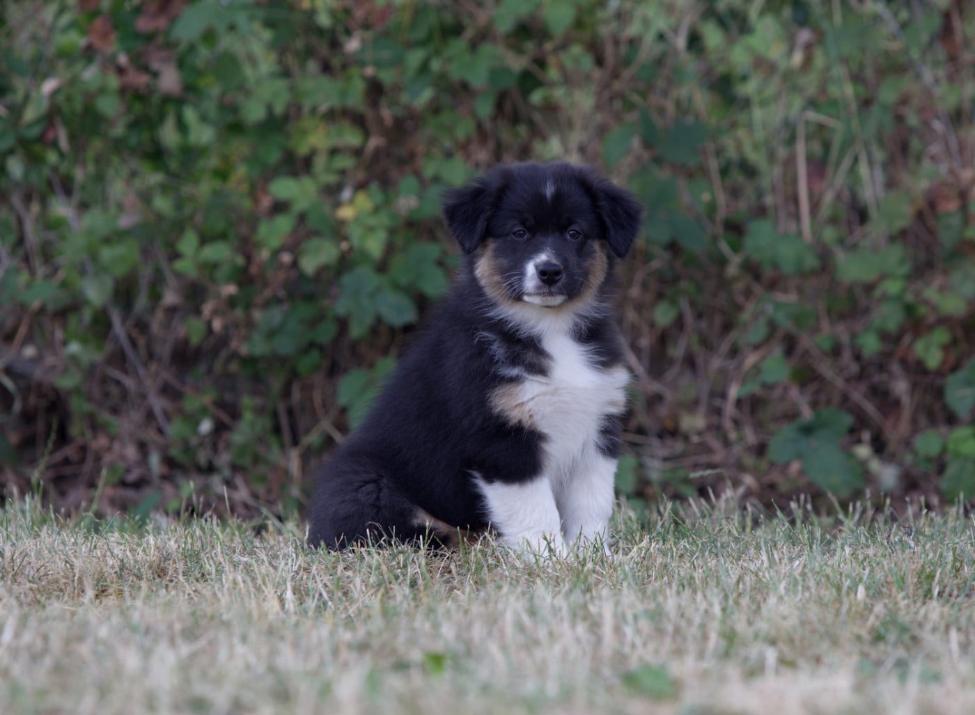 BAGHEERA BLACK OF LOW HIGHLAND