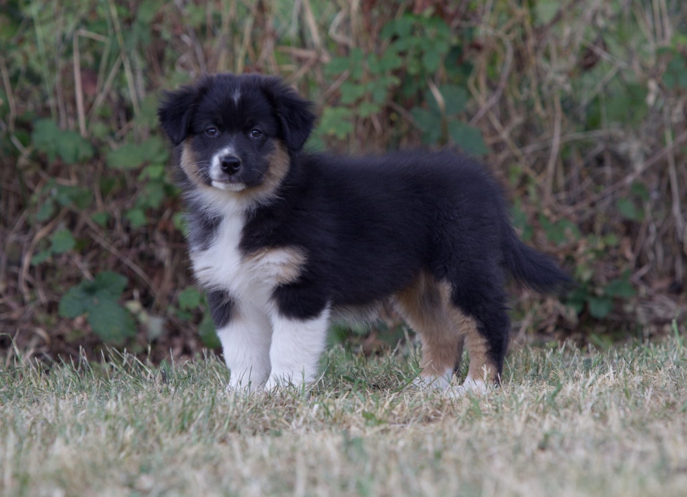 BAGHEERA BLACK OF LOW HIGHLAND