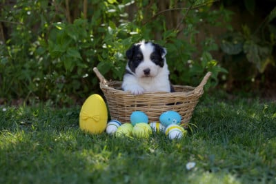 Les chiots de Berger Australien