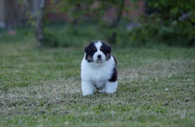 Les chiots de Berger Australien