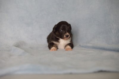 BERLIOZ BLACK OF LOW HIGHLAND - Berger Australien