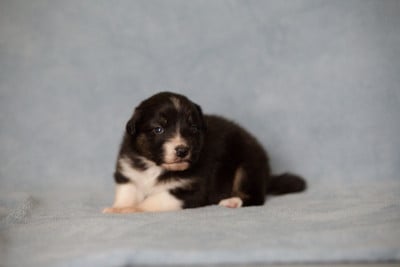 BAGHEERA BLACK OF LOW HIGHLAND - Berger Australien