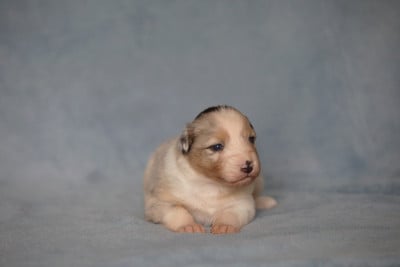 BIANCA THE BRAVE OF LOW HIGHLAND - Berger Australien