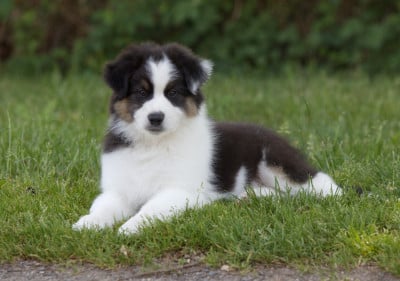 Les chiots de Berger Australien
