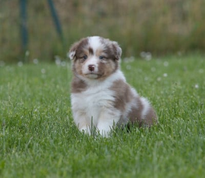 Les chiots de Berger Australien
