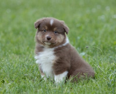 Les chiots de Berger Australien