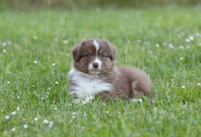 Les chiots de Berger Australien