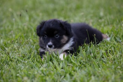 Les chiots de Berger Australien