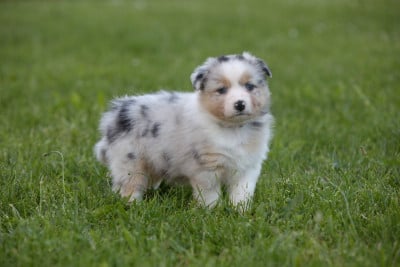 Les chiots de Berger Australien