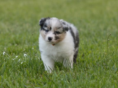 Les chiots de Berger Australien