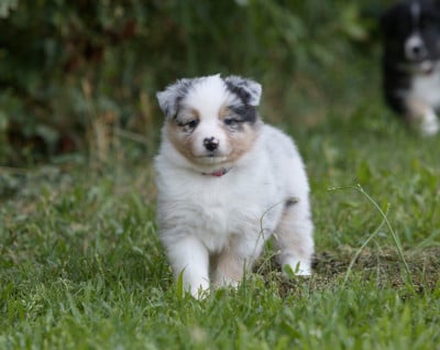 Les chiots de Berger Australien