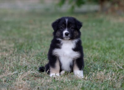 Les chiots de Berger Australien