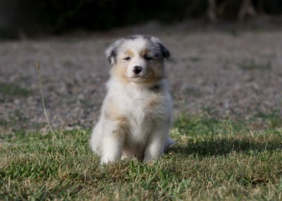 Les chiots de Berger Australien