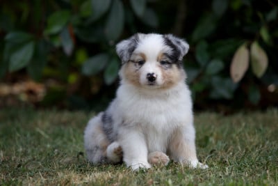 Les chiots de Berger Australien