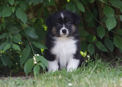 Les chiots de Berger Australien