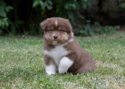 Les chiots de Berger Australien