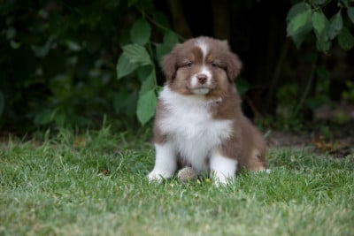 Les chiots de Berger Australien