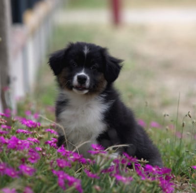Les chiots de Berger Australien