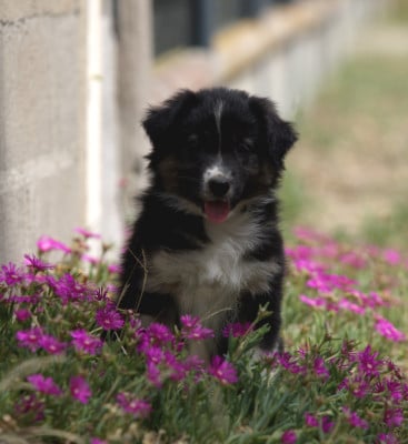 Les chiots de Berger Australien