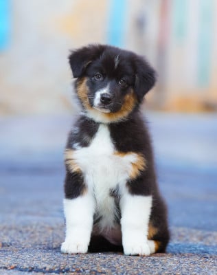 Les chiots de Berger Australien