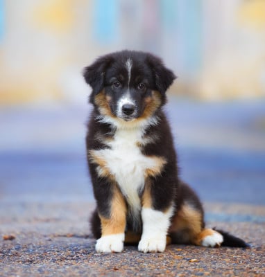 Les chiots de Berger Australien