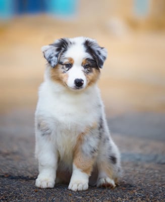 Les chiots de Berger Australien