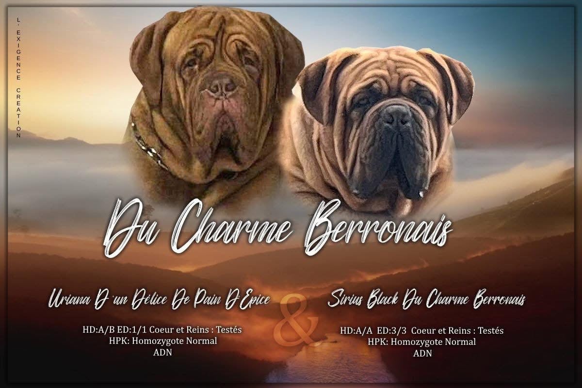 Dogue de Bordeaux - Du Charme Berronais