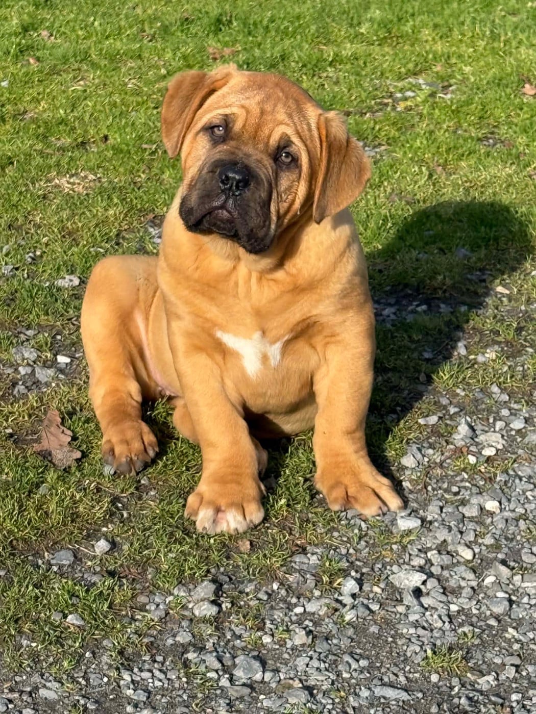 Dogue de Bordeaux - Du Charme Berronais