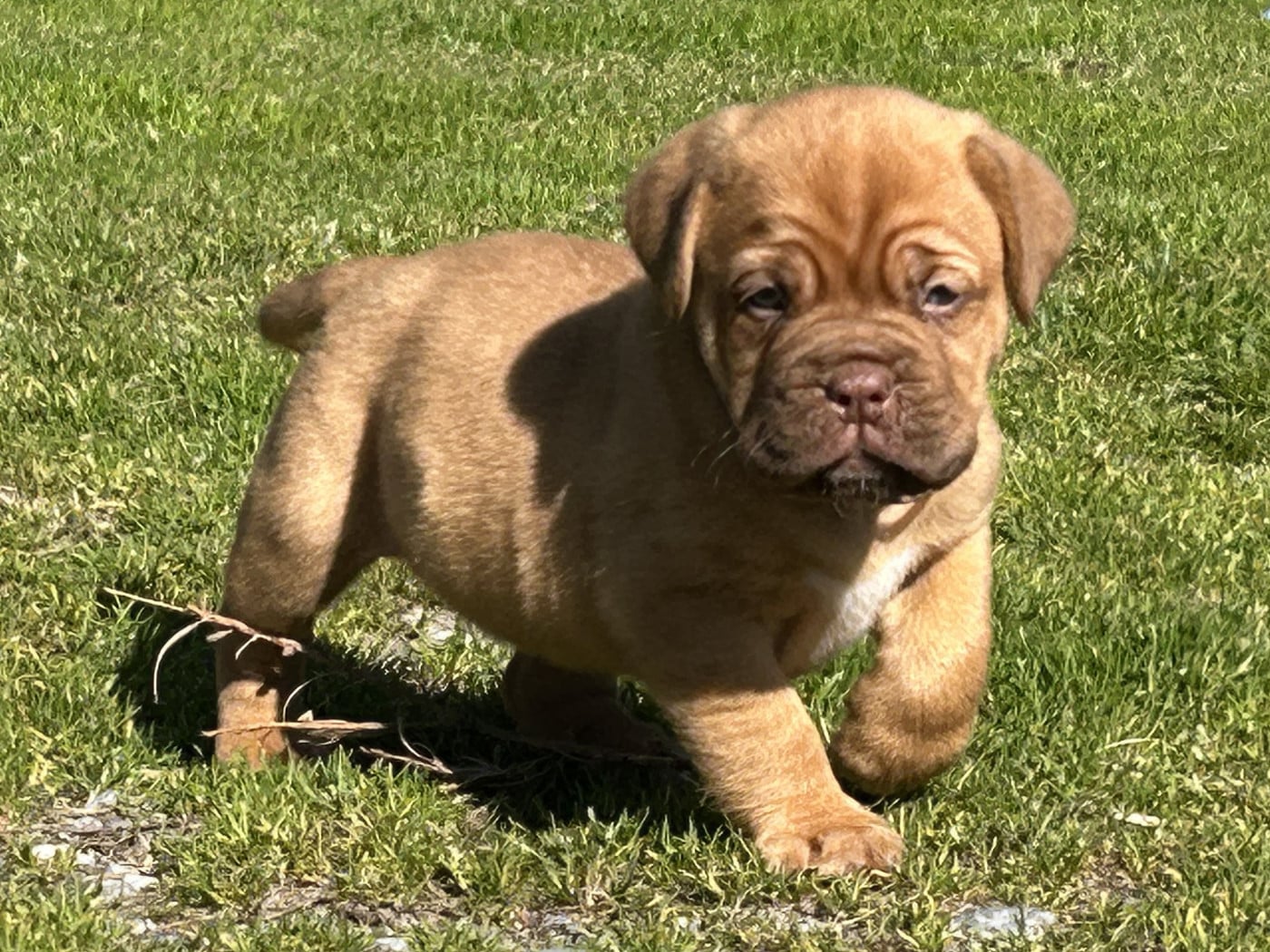 Dogue de Bordeaux - Du Charme Berronais