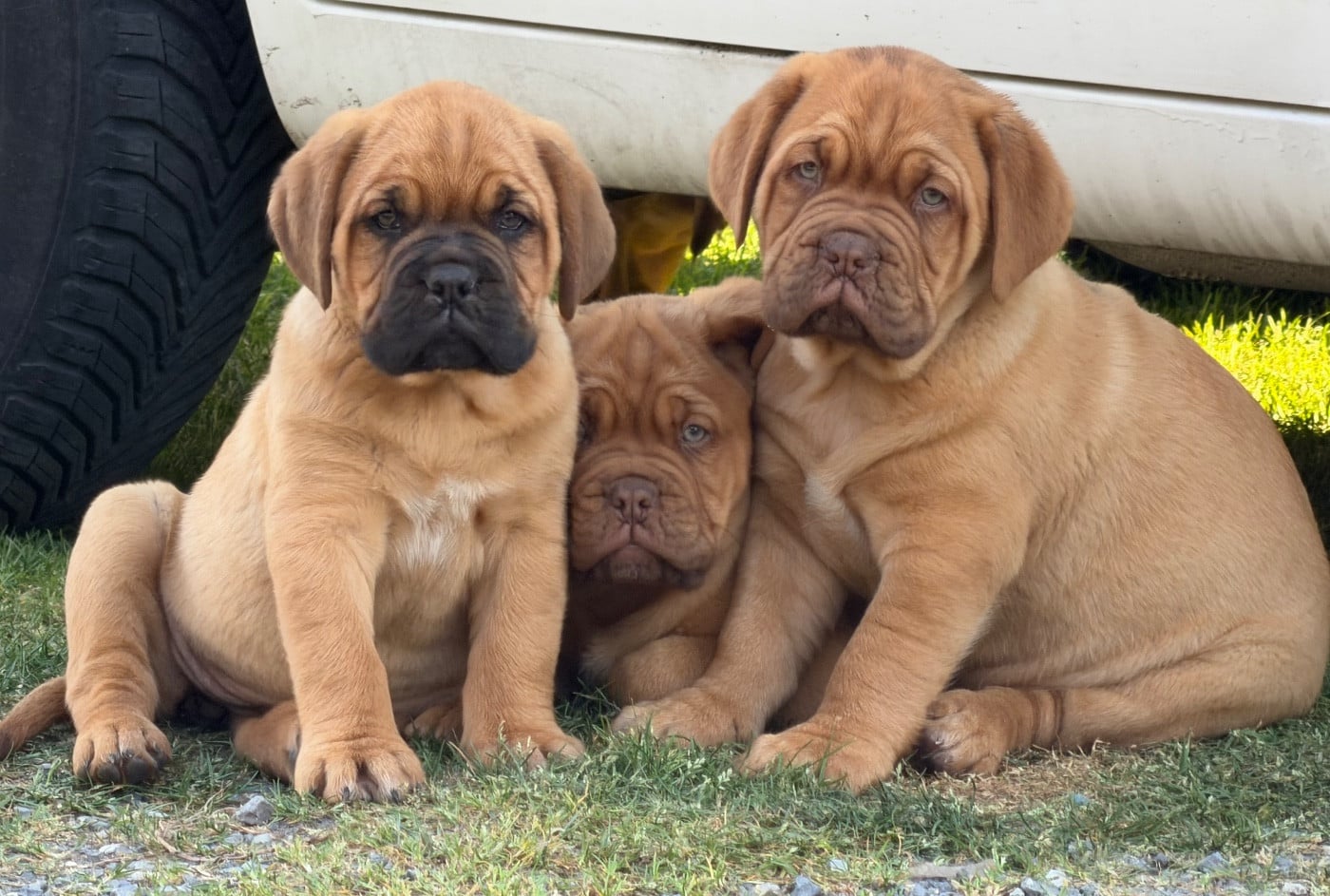 Dogue de Bordeaux - Du Charme Berronais