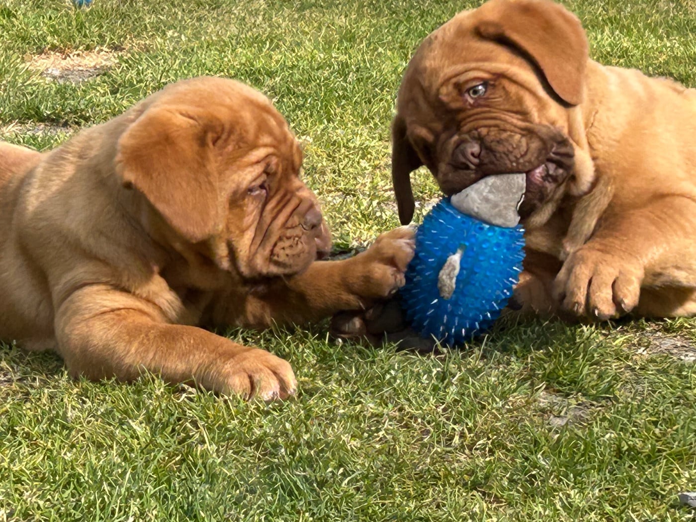 Dogue de Bordeaux - Du Charme Berronais