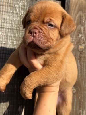 Les chiots de Dogue de Bordeaux