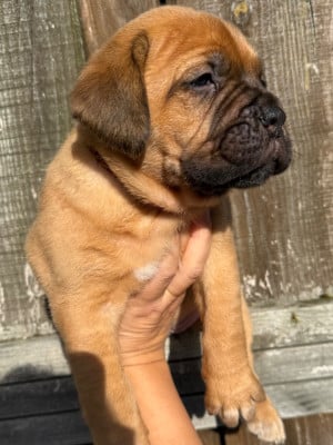 Les chiots de Dogue de Bordeaux