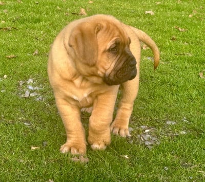 Les chiots de Dogue de Bordeaux