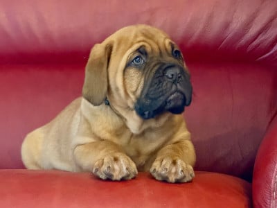 Les chiots de Dogue de Bordeaux