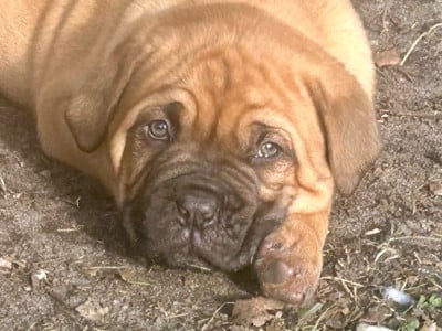 Les chiots de Dogue de Bordeaux