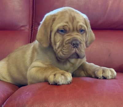 Les chiots de Dogue de Bordeaux