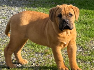 Les chiots de Dogue de Bordeaux