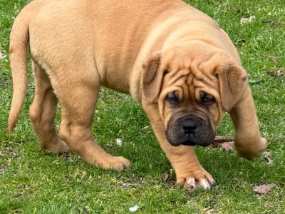 Les chiots de Dogue de Bordeaux
