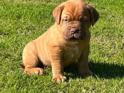 Les chiots de Dogue de Bordeaux