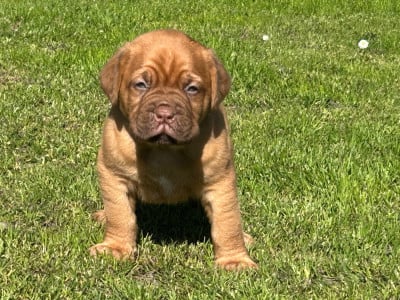 Les chiots de Dogue de Bordeaux