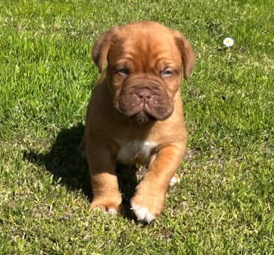 Les chiots de Dogue de Bordeaux